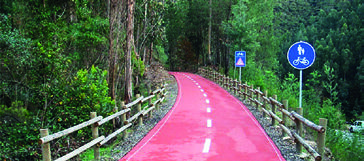 Piste cyclable au travers des pinèdes