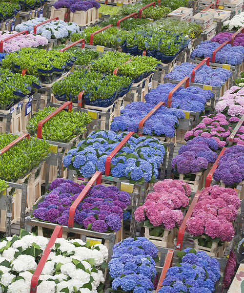 Marche aux fleurs