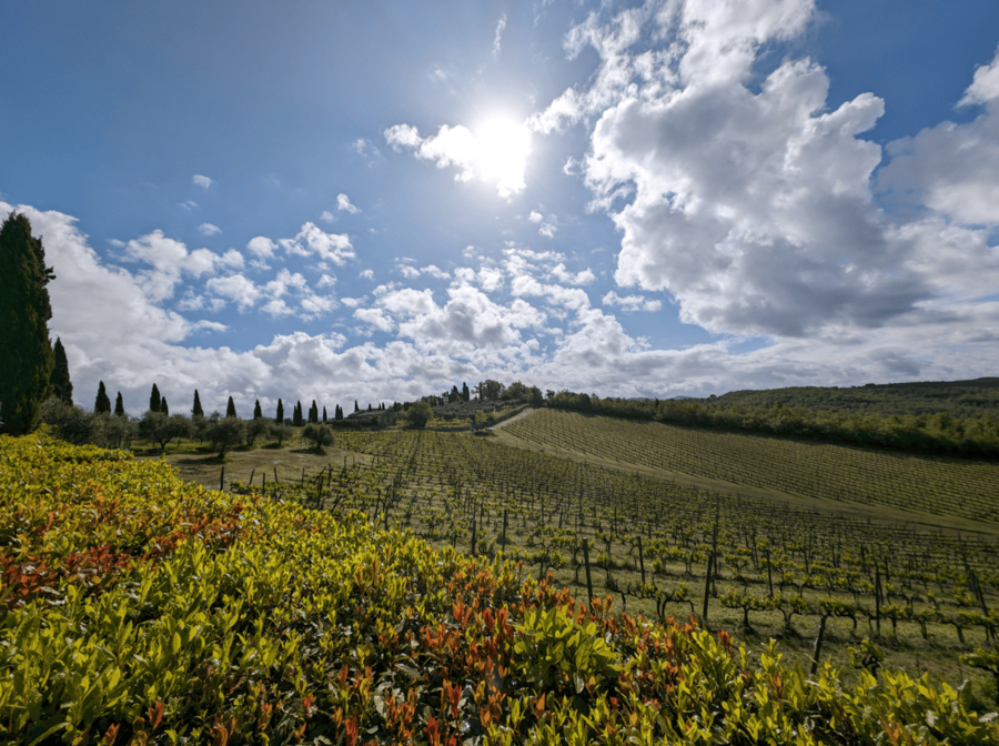 Vignoble de Castello di Meleto