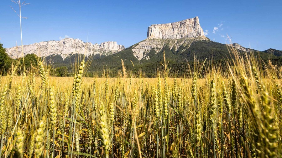 champ-blé-vue-mont-aiguille-©X.-Argelès - -Randozone
