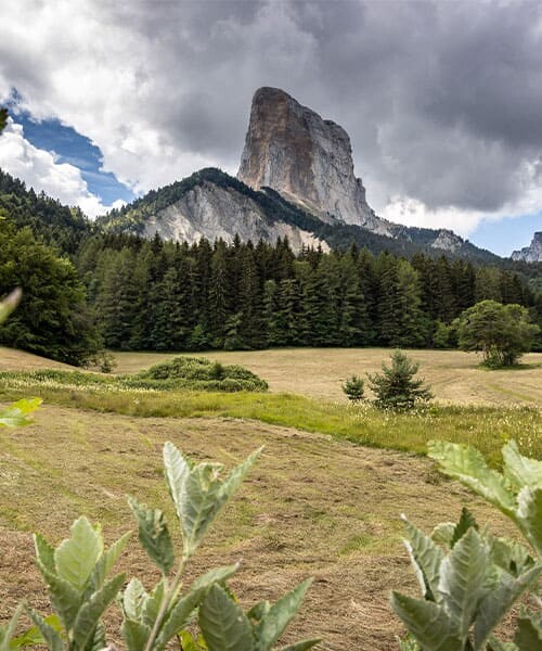 Le Mont Aiguille entre les plantes ©Xavier Argeles Mont aiguille entre les plantes