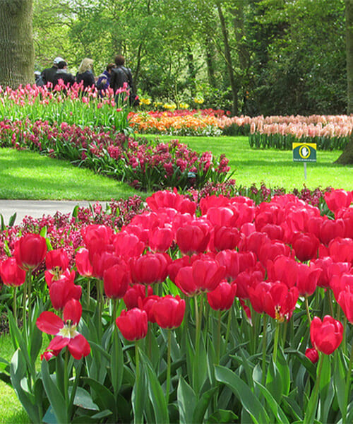 Parc floral de Keukenhof Parc floral de Keukenhof