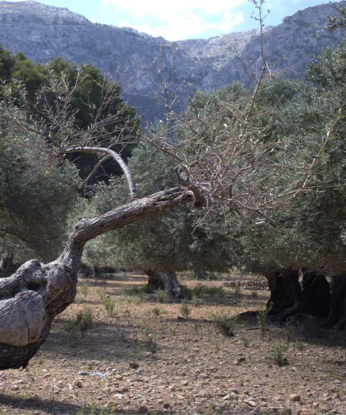 Serra Tramuntana GR221-oliviers © Giovanna Crippa