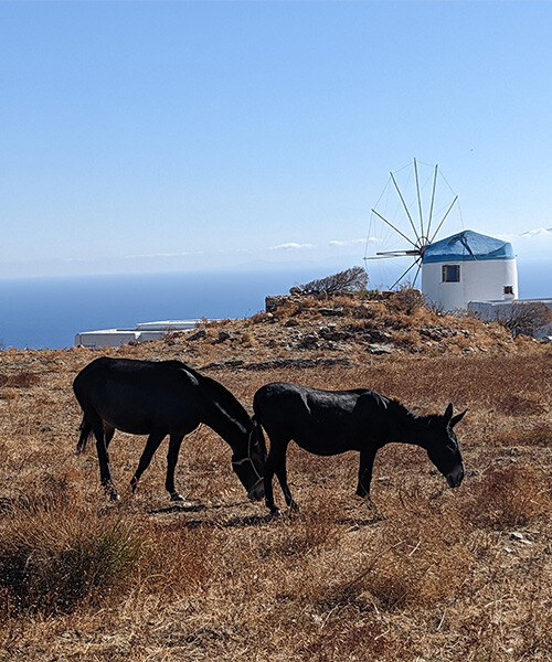 Artémonas - Sifnos