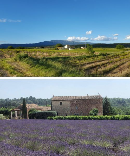 Le géant de Provence et un champ de lavande