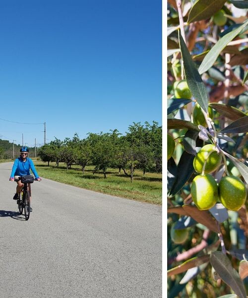 Arbres fruitiers le long de la route 