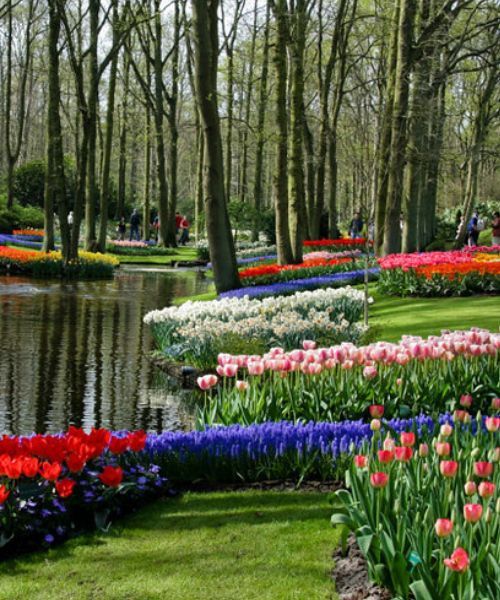  Parc floral de Keukenhof