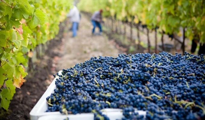 Route des vins en automne