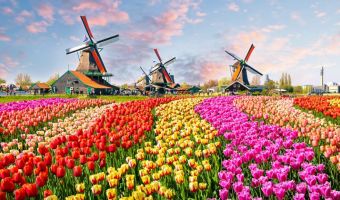 Image La Hollande et ses tulipes, c'est Magnifique !