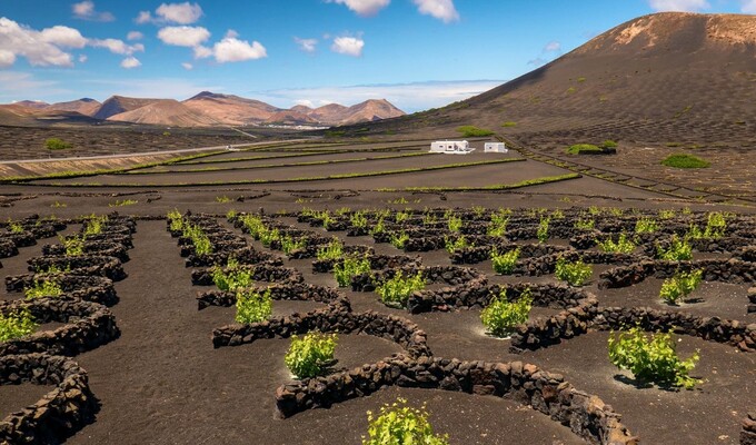 Vignes de Lanzarote