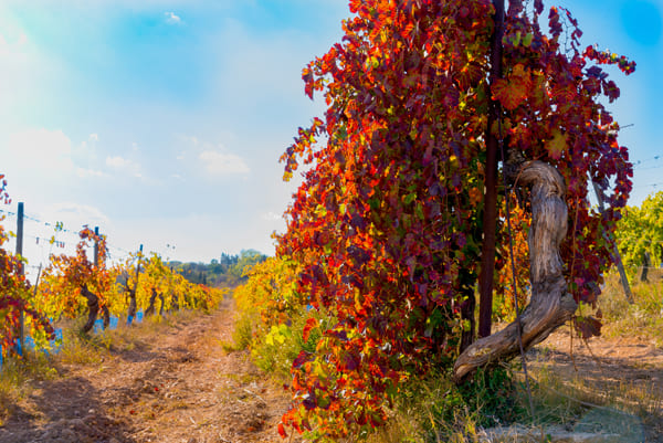 Vignes