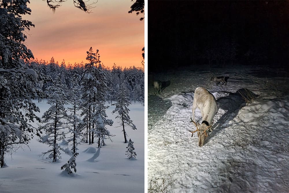 Visite des rennes après un beau coucher de soleil