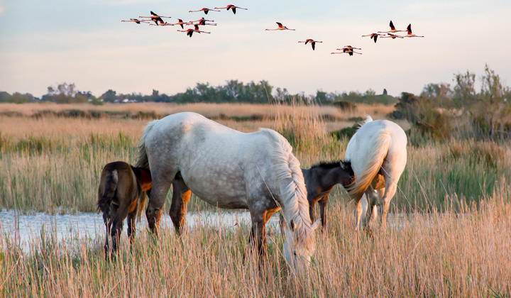 Trek - Marche nordique en Camargue