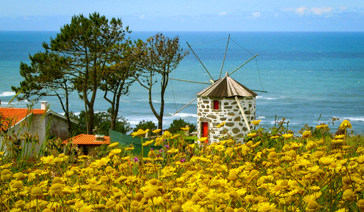 Fleurs et moulin au Portugal