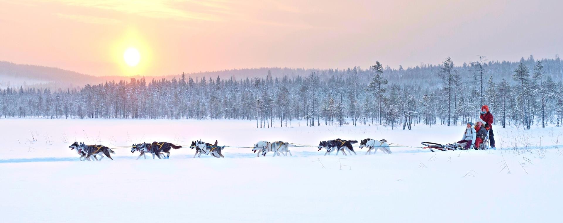 Séjour chien de traineau - Vivre la Laponie Suédoise