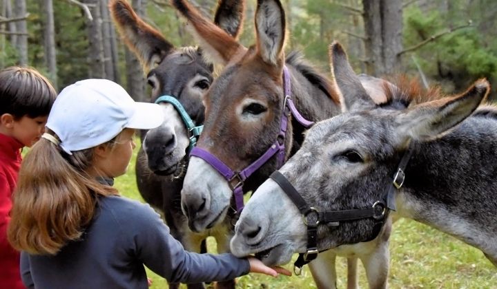 Trek - Balade et Bivouac avec un âne entre Vercors et Diois