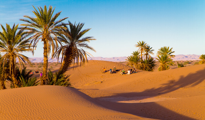Palmiers dans le désert du Sud marocain