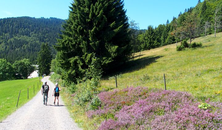 Randonnée en Forêt Noire