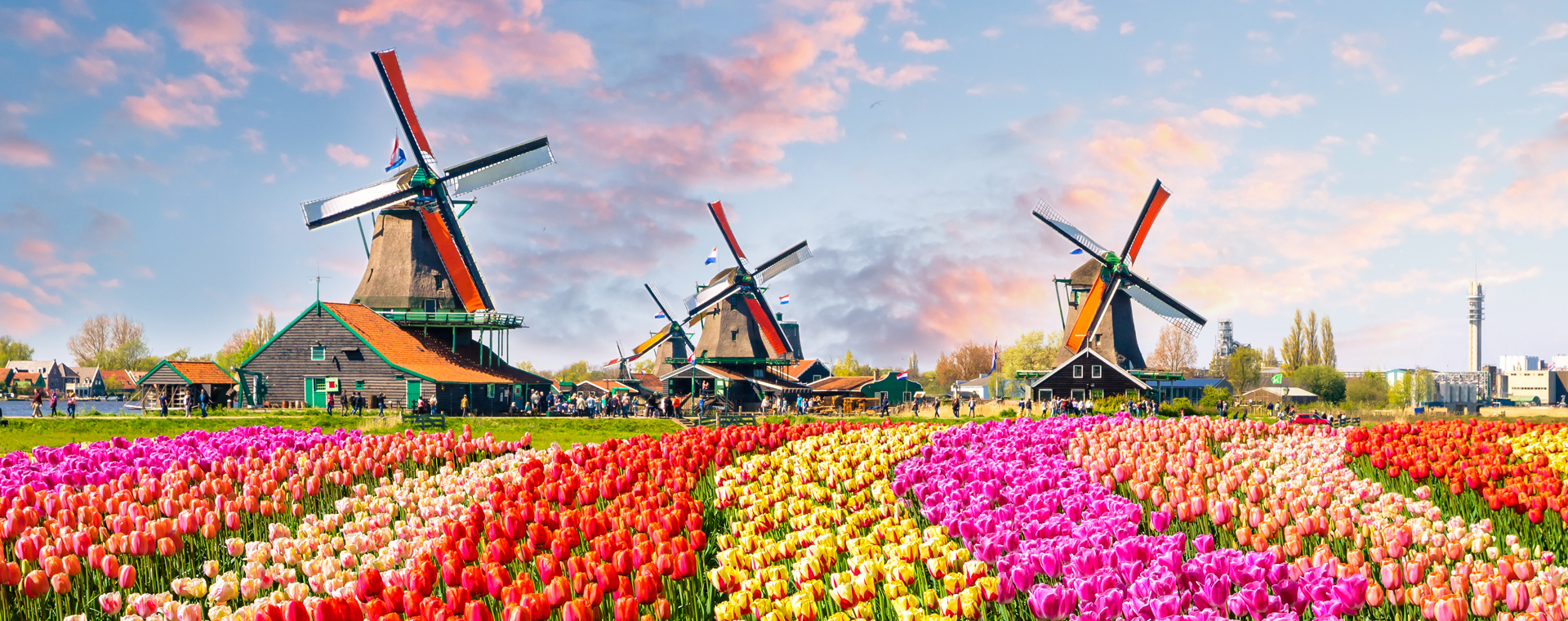 🌍 Voyage Pays-Bas : La Hollande et ses tulipes, c'est Magnifique
