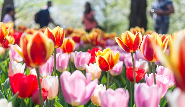 Voyage à vélo - Les Pays-Bas en fleurs, un séjour spécial tulipes