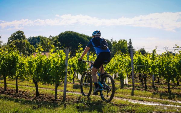 Vtt à travers les vignes